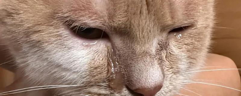 猫眼睛发炎如何防治,猫咪上火需要清淡饮食