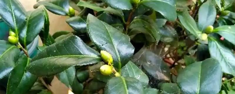茶花疏蕾叶芽如何处理,花蕾的腰部偏下将其剪断