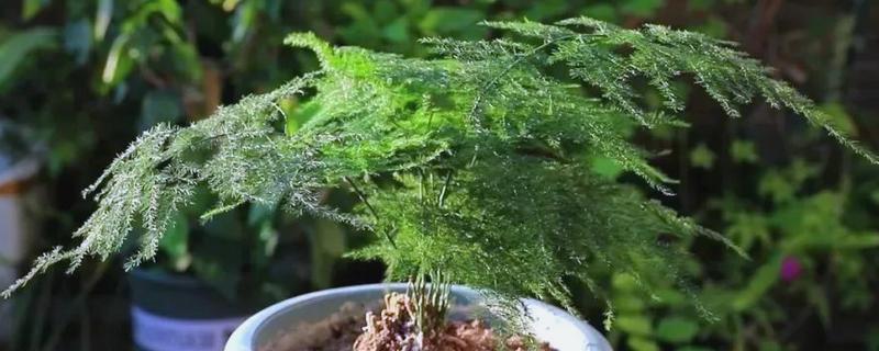 云竹叶子干枯发黄的原因,可能是强光暴晒所致