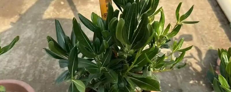 海桐怎么养殖,生长旺期每隔1-2天浇一次水