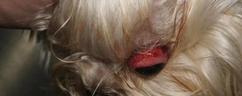 犬猫眼球脱出的临床症状,眼球外鼓于眼睑外不可自行缩回