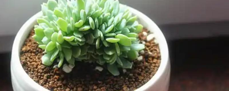 千羽鹤怎么养殖,春秋季节让土壤处于微湿状态