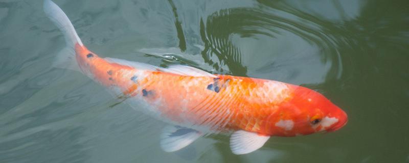 鲤鱼有哪些种类,有团鲤、草鲤、锦鲤等