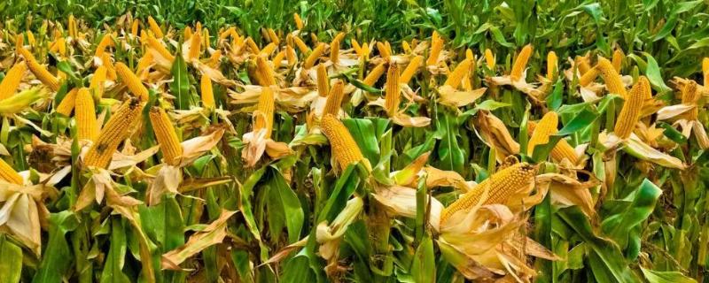 泰白糯2000玉米种子特点，平均生育期83.2天