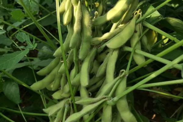 绿宝青5号大豆种子简介,鲜食大豆品种