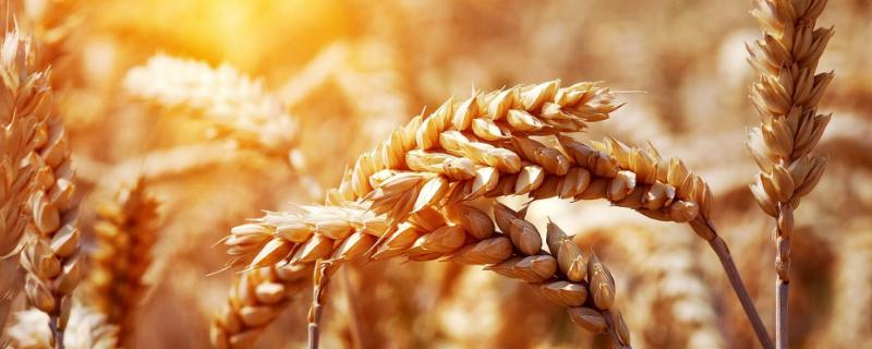 云麦89小麦种子简介，中抗条锈病和白粉病