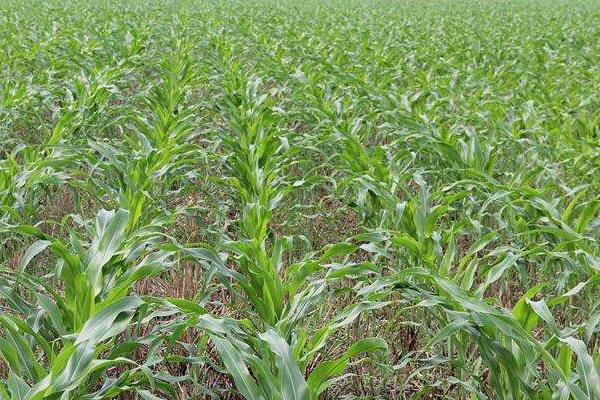 胜玉386玉米种子介绍，能充分发挥该品种的丰产潜力