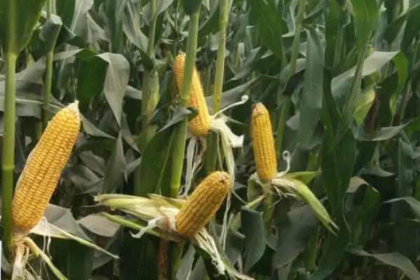 胜玉386玉米种子介绍，能充分发挥该品种的丰产潜力
