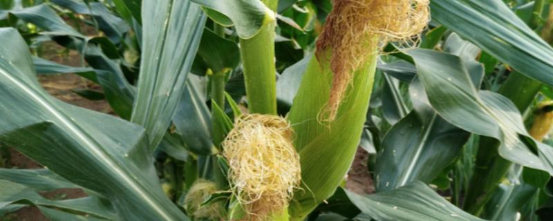 禹甜糯88玉米种子简介，中抗大斑病