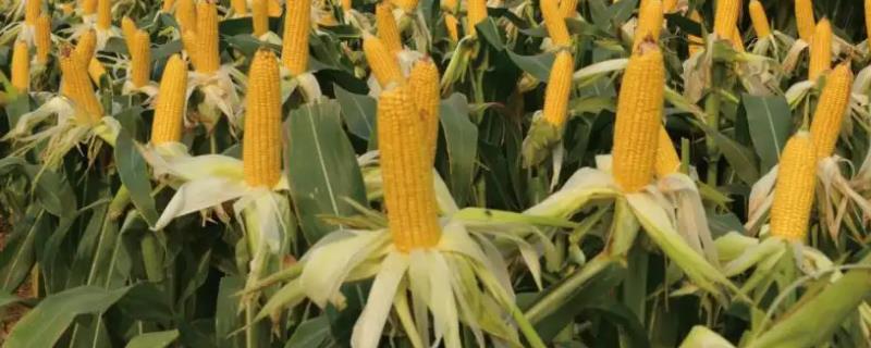 福莱805玉米种子简介,4月下旬至5月上旬播种