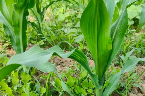 禹甜糯88玉米种子简介，中抗大斑病