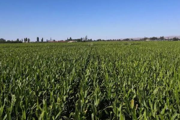 兴达5号玉米品种的特性，适宜播期为4月下旬至5月上旬