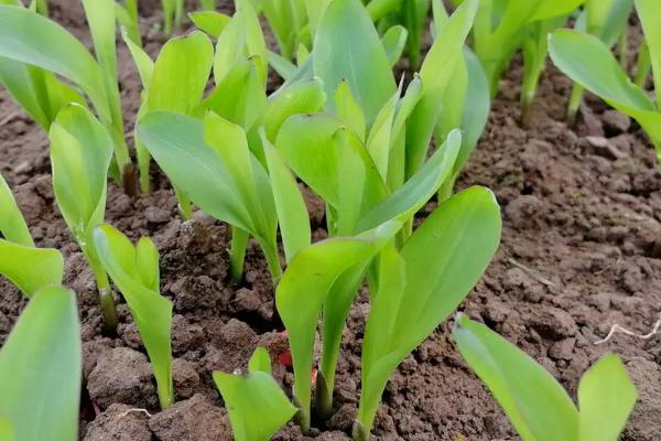屯育11玉米种子特点,适宜播期4月下旬至5月中旬