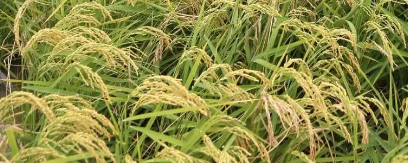花香优2986水稻种子简介，该品种基部叶叶鞘绿色