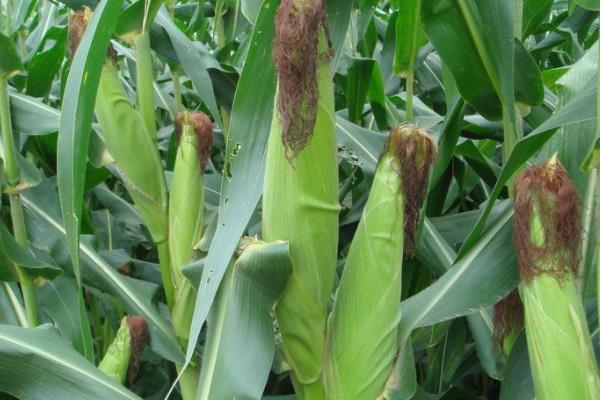 沃单919玉米种子介绍,生育期间注意防治蚜虫等害虫