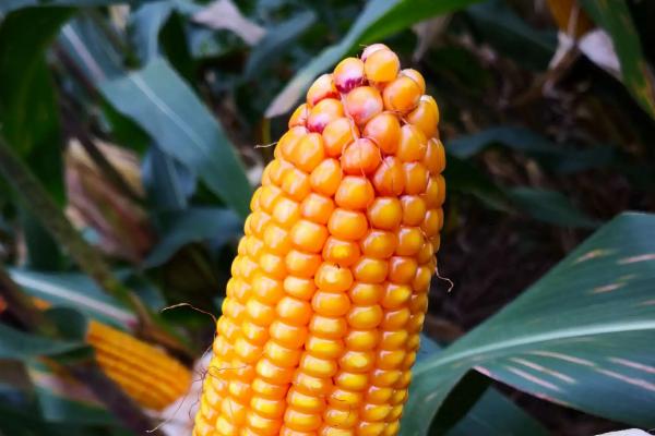 福盛园313玉米种子介绍，适宜播期4月下旬至5月上旬