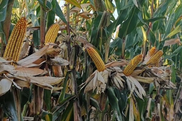 粮旗688玉米品种的特性，中抗丝黑穗病