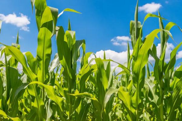 粮旗688玉米品种的特性，中抗丝黑穗病