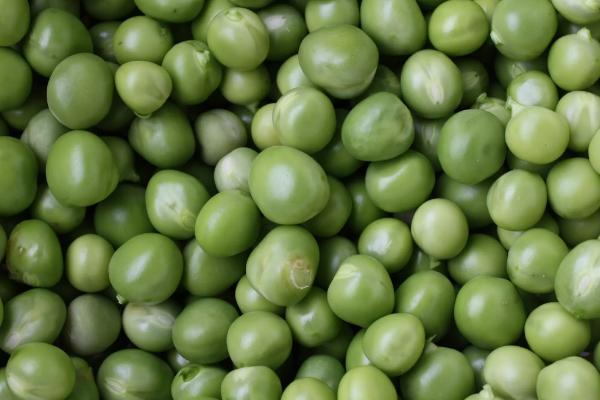 濉科58大豆种子介绍,普通夏大豆品种