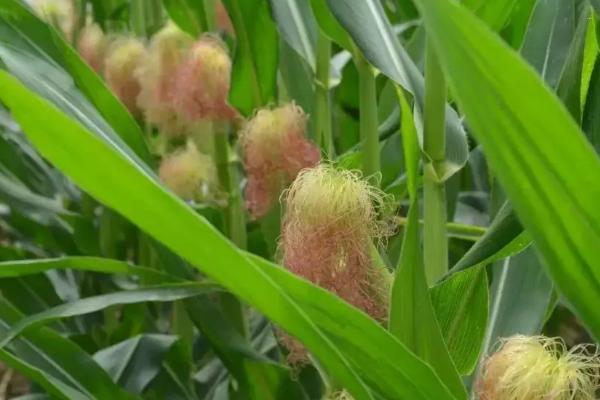 黄冠丰397玉米种子简介，中抗茎腐病