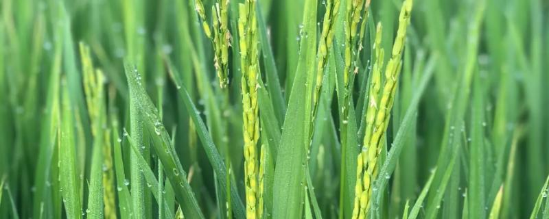 荆两优912水稻品种简介,秧田亩播种量10公斤左右