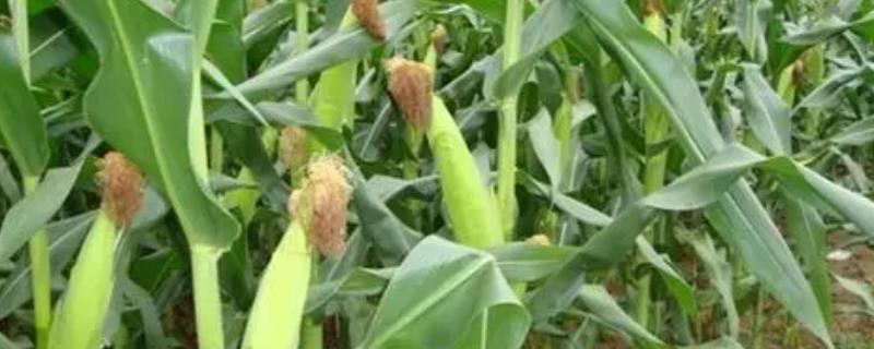 辉玉933玉米品种的特性，适宜播期4月下旬至5月上旬