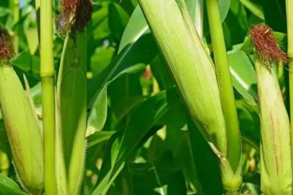 兴铃263玉米品种的特性,生育期130天