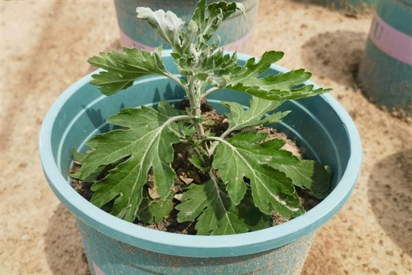 菊花换盆要注意什么，病根、枯根都要剪除
