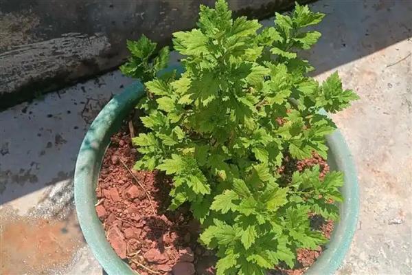 菊花换盆要注意什么，病根、枯根都要剪除