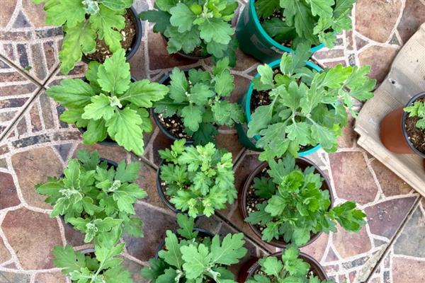 菊花换盆要注意什么，病根、枯根都要剪除