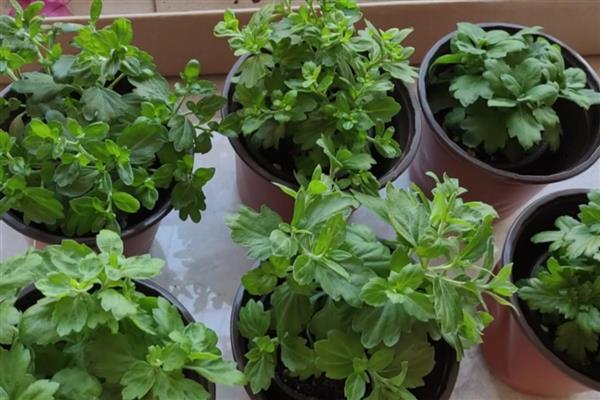 菊花换盆要注意什么，病根、枯根都要剪除