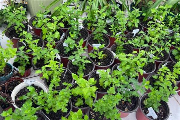菊花换盆要注意什么，病根、枯根都要剪除
