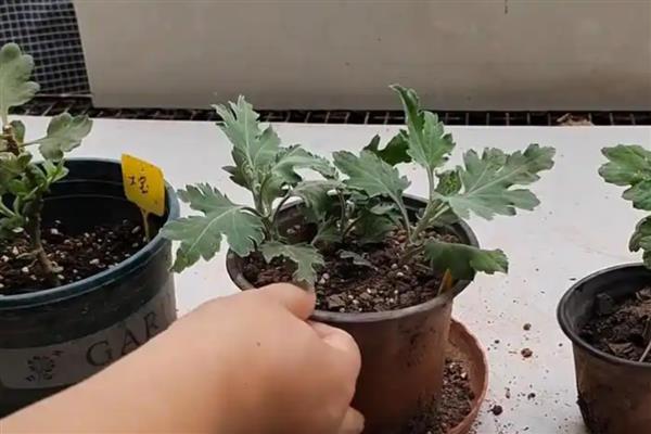 菊花换盆要注意什么，病根、枯根都要剪除