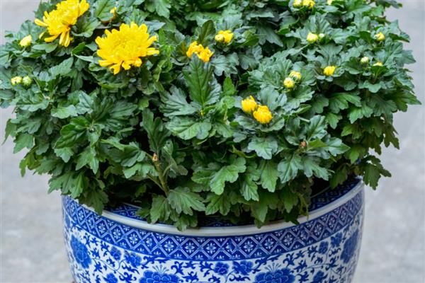 菊花换盆要注意什么，病根、枯根都要剪除