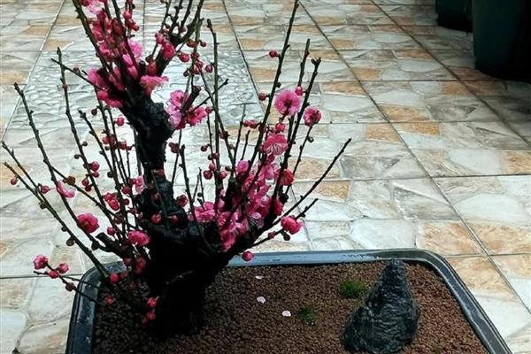 盆栽梅花怎么种植，上盆后经过3天再浇水