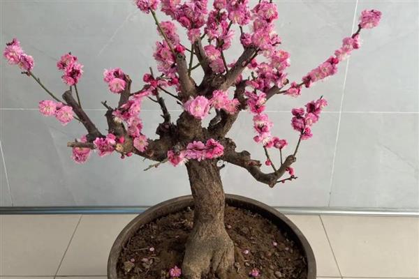 盆栽梅花怎么种植，上盆后经过3天再浇水