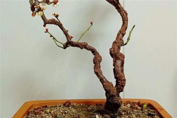 盆栽梅花怎么种植，上盆后经过3天再浇水