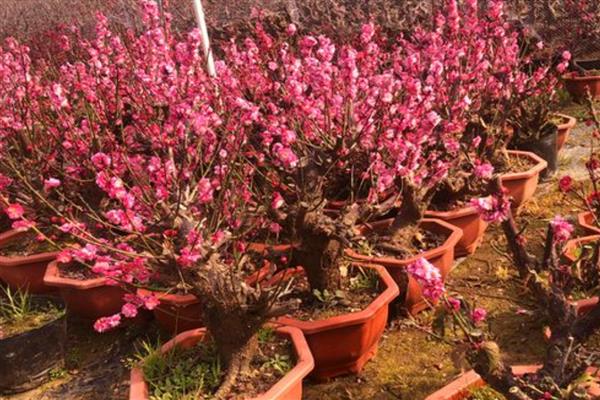 盆栽梅花怎么种植，上盆后经过3天再浇水
