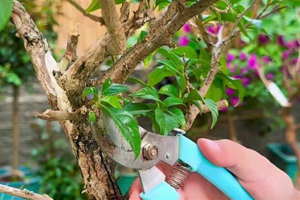 盆栽梅花怎么种植，上盆后经过3天再浇水