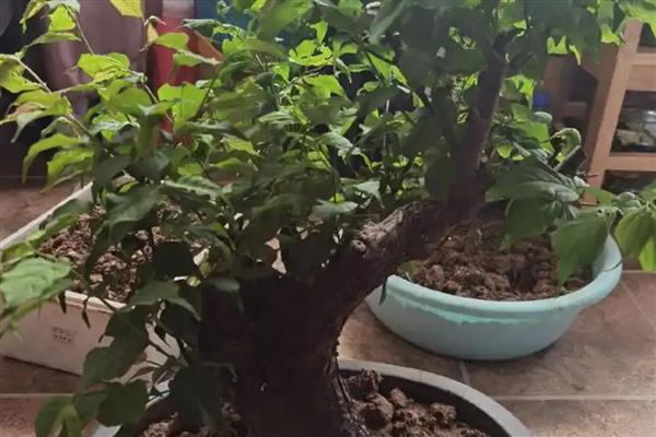 盆栽梅花怎么种植，上盆后经过3天再浇水