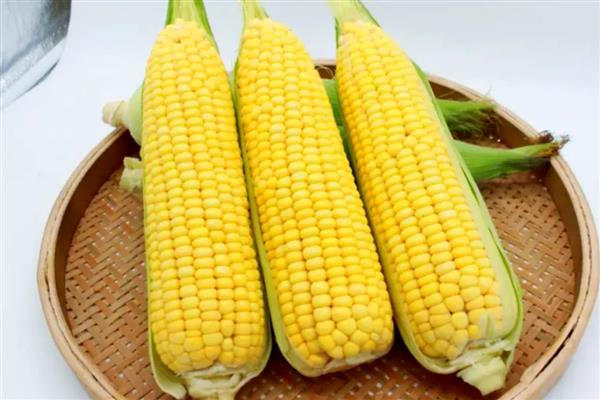 甜玉米是不是水果玉米,甜玉米即水果玉米