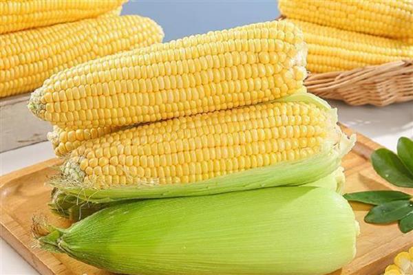 甜玉米是不是水果玉米,甜玉米即水果玉米