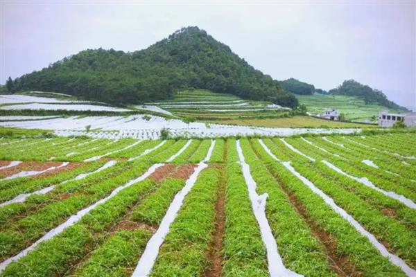 生态农业有什么模式，主要分为以下5种