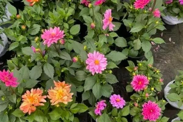 养殖大丽花要注意什么，每天保持6小时的光照