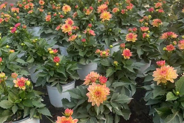 养殖大丽花要注意什么，每天保持6小时的光照