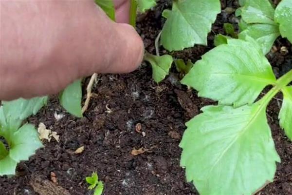 养殖大丽花要注意什么，每天保持6小时的光照