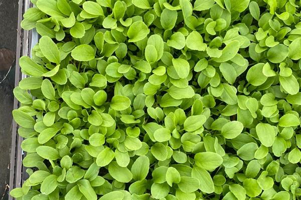 鸡毛菜如何盆栽,出苗后每隔2-3天浇一次水