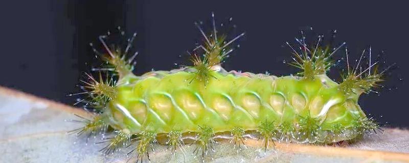 被洋辣子蜇到如何处理,取出毒刺后涂抹牙膏