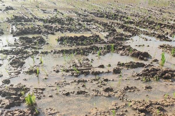 水稻土的种类,分为淹育水稻土、渗育水稻土等类型