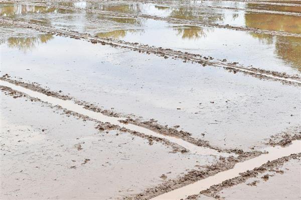水稻土的种类,分为淹育水稻土、渗育水稻土等类型